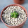 AZTEKIUM valdezii GCG 10893, 1,1 cm, Loma Alta, NL., Mex., SEEDLING