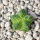 AZTEKIUM valdezii GCG 10893, 1,1 cm, Loma Alta, NL., Mex., SEEDLING