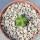 AZTEKIUM valdezii GCG 10893, 1,1 cm, Loma Alta, NL., Mex., SEEDLING