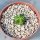 AZTEKIUM valdezii GCG 10893, 1,1 cm, Loma Alta, NL., Mex., SEEDLING