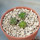 AZTEKIUM valdezii GCG 10893,  Loma Alta, NL., Mex., 3 x 0,7 cm, SEEDLINGS
