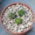 AZTEKIUM valdezii GCG 10893,  Loma Alta, NL., Mex., 3 x 0,7 cm, SEEDLINGS