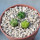 AZTEKIUM valdezii GCG 10893,  Loma Alta, NL., Mex., 3 x 0,7 cm, SEEDLINGS