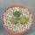 AZTEKIUM valdezii GCG 10893,  Loma Alta, NL., Mex., 3 x 0,7 cm, SEEDLINGS