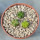AZTEKIUM valdezii GCG 10893,  Loma Alta, NL., Mex., 3 x 0,7 cm, SEEDLINGS