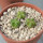 AZTEKIUM valdezii GCG 10893,  Loma Alta, NL., Mex., 3 x 0,7 cm, SEEDLINGS