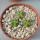 AZTEKIUM valdezii GCG 10893,  Loma Alta, NL., Mex., 3 x 0,7 cm, SEEDLINGS