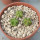 AZTEKIUM valdezii GCG 10893,  Loma Alta, NL., Mex., 3 x 0,7 cm, SEEDLINGS