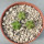 AZTEKIUM valdezii GCG 10893,  Loma Alta, NL., Mex., 3 x 0,7 cm, SEEDLINGS