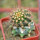JASMINOCEREUS thouarsii clone 2, 6 cm pot, grafted offset