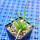 AGAVE albopilosa, pot 7 cm, clone 2, mother offset, not tissue culture