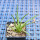 AGAVE albopilosa, pot 7 cm, clone 2, mother offset, not tissue culture