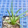 AGAVE albopilosa, pot 7 cm, clone 2, mother offset, not tissue culture