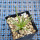 AGAVE albopilosa, pot 9 cm, clone 2, mother offset, not tissue culture