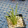 AGAVE albopilosa, pot 9 cm, clone 2, mother offset, not tissue culture