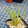 AGAVE albopilosa, pot 9 cm, clone 2, mother offset, not tissue culture