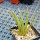 AGAVE albopilosa, pot 9 cm, clone 2, mother offset, not tissue culture