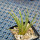 AGAVE albopilosa, pot 9 cm, clone 2, mother offset, not tissue culture