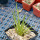 AGAVE albopilosa, pot 9 cm, clone 2, mother offset, not tissue culture