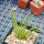 AGAVE albopilosa, pot 9 cm, clone 2, mother offset, not tissue culture