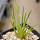 AGAVE albopilosa, pot 9 cm, clone 2, mother offset, not tissue culture