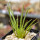 AGAVE albopilosa, pot 9 cm, clone 2, mother offset, not tissue culture