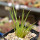 AGAVE albopilosa, pot 9 cm, clone 2, mother offset, not tissue culture