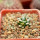 MAMMILLARIA bertholdii GCG 10006, San Pedro de Quichapa, Oax., SEEDLING
