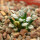 MAMMILLARIA bertholdii GCG 10006, San Pedro de Quichapa, Oax., SEEDLING