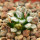 MAMMILLARIA bertholdii GCG 10006, San Pedro de Quichapa, Oax., SEEDLING