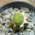 LOPHOPHORA alberto-vojtechii f. cristate, 2 cm