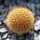 BRACHYCEREUS nesioticus clone F, 2,4 cm, grafted offset