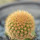 BRACHYCEREUS nesioticus clone F, 2,4 cm, grafted offset