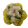 ARIOCARPUS fissuratus f. gracilis variegata, Terlingua, Tx., USA, illustrative photo