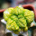 ARIOCARPUS fissuratus f. gracilis variegata, Terlingua