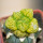 ARIOCARPUS fissuratus f. gracilis variegata, Terlingua