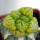 ARIOCARPUS fissuratus f. gracilis variegata, Terlingua