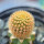 BRACHYCEREUS nesioticus clone F, 2,4 cm, grafted offset