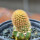 BRACHYCEREUS nesioticus clone F, 2,4 cm, grafted offset