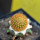 BRACHYCEREUS nesioticus clone P1, 2,5 cm, grafted