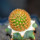 BRACHYCEREUS nesioticus clone P1, 2,5 cm, grafted