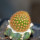 BRACHYCEREUS nesioticus clone P1, 2,5 cm, grafted