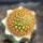 BRACHYCEREUS nesioticus clone P1, 2,5 cm, grafted
