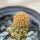 BRACHYCEREUS nesioticus clone P1, 2 cm, grafted