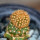 BRACHYCEREUS nesioticus clone P1, 2 cm, grafted