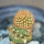 BRACHYCEREUS nesioticus clone P1, 2 cm, grafted