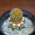 BRACHYCEREUS nesioticus clone F, 9 cm pot, grafted offset
