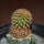 BRACHYCEREUS nesioticus clone F, 9 cm pot, grafted offset