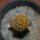 BRACHYCEREUS nesioticus clone F, 9 cm pot, grafted offset
