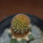 BRACHYCEREUS nesioticus clone F, 9 cm pot, grafted offset